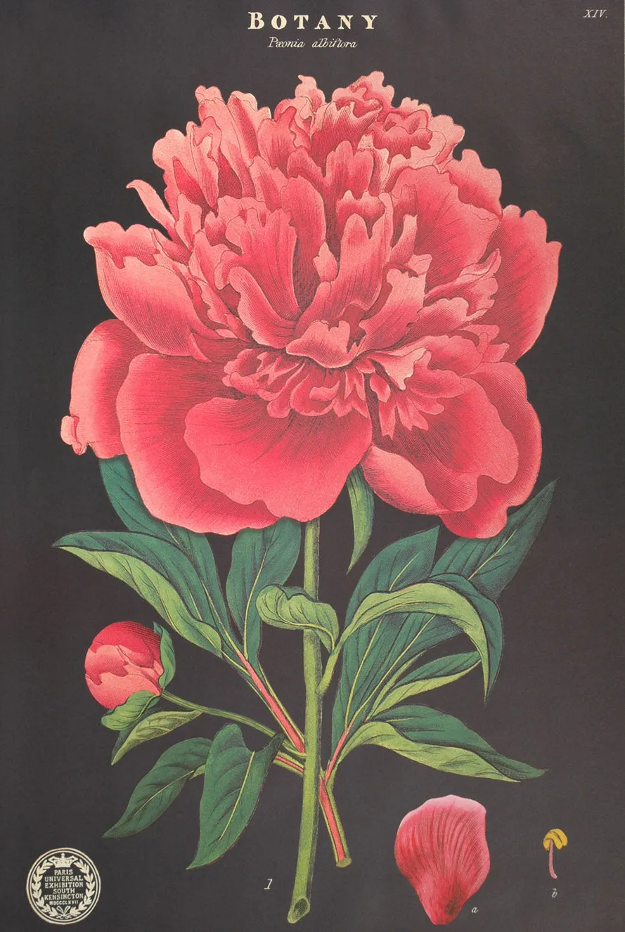 Florentine Print Botany Peonia Albiflora