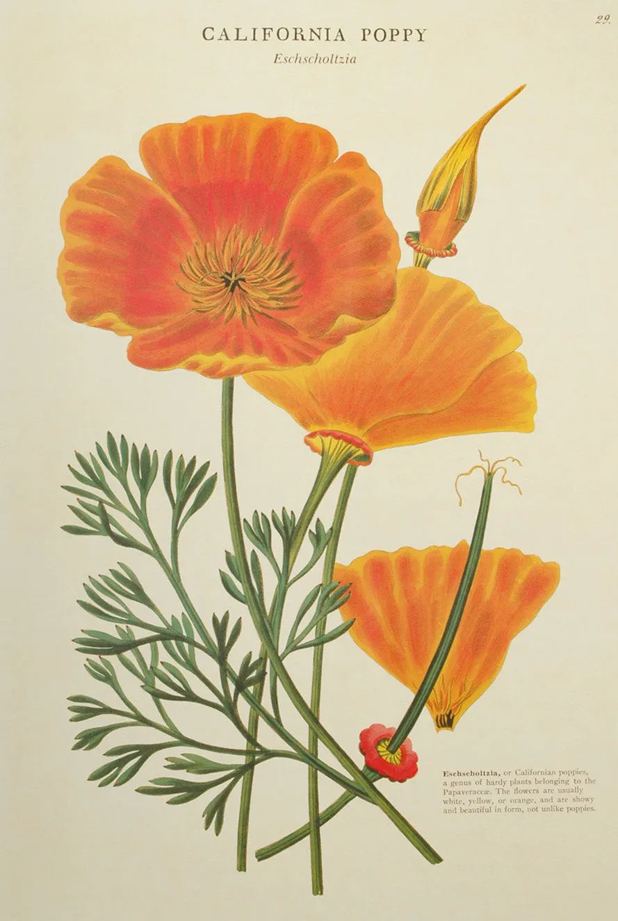 Florentine Print California Poppy