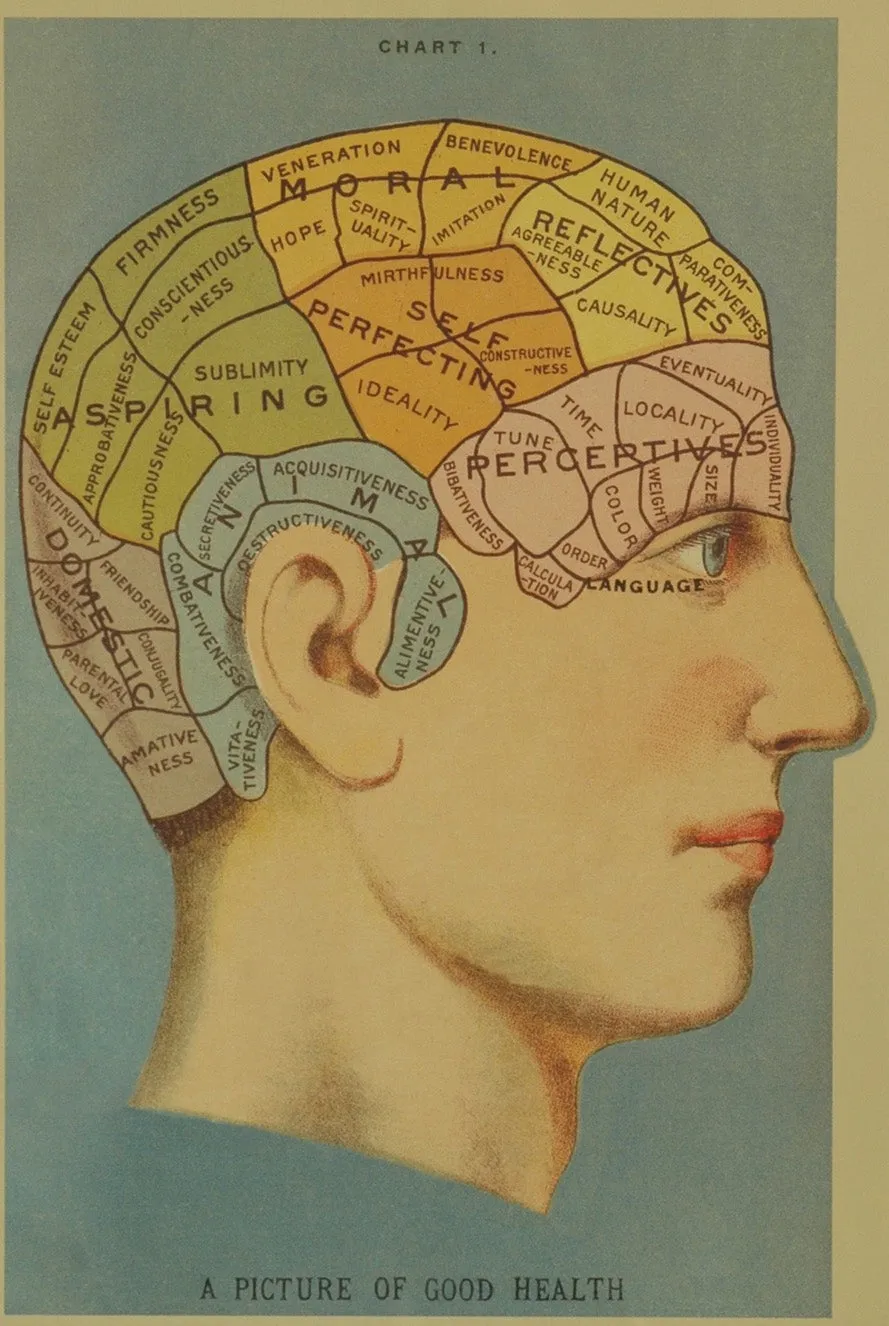 Florentine Print Phrenology