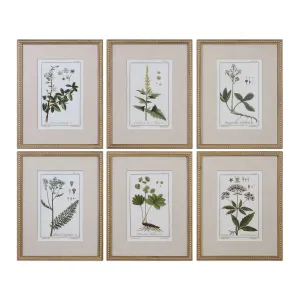 Green Floral Botanical Study Prints S/6