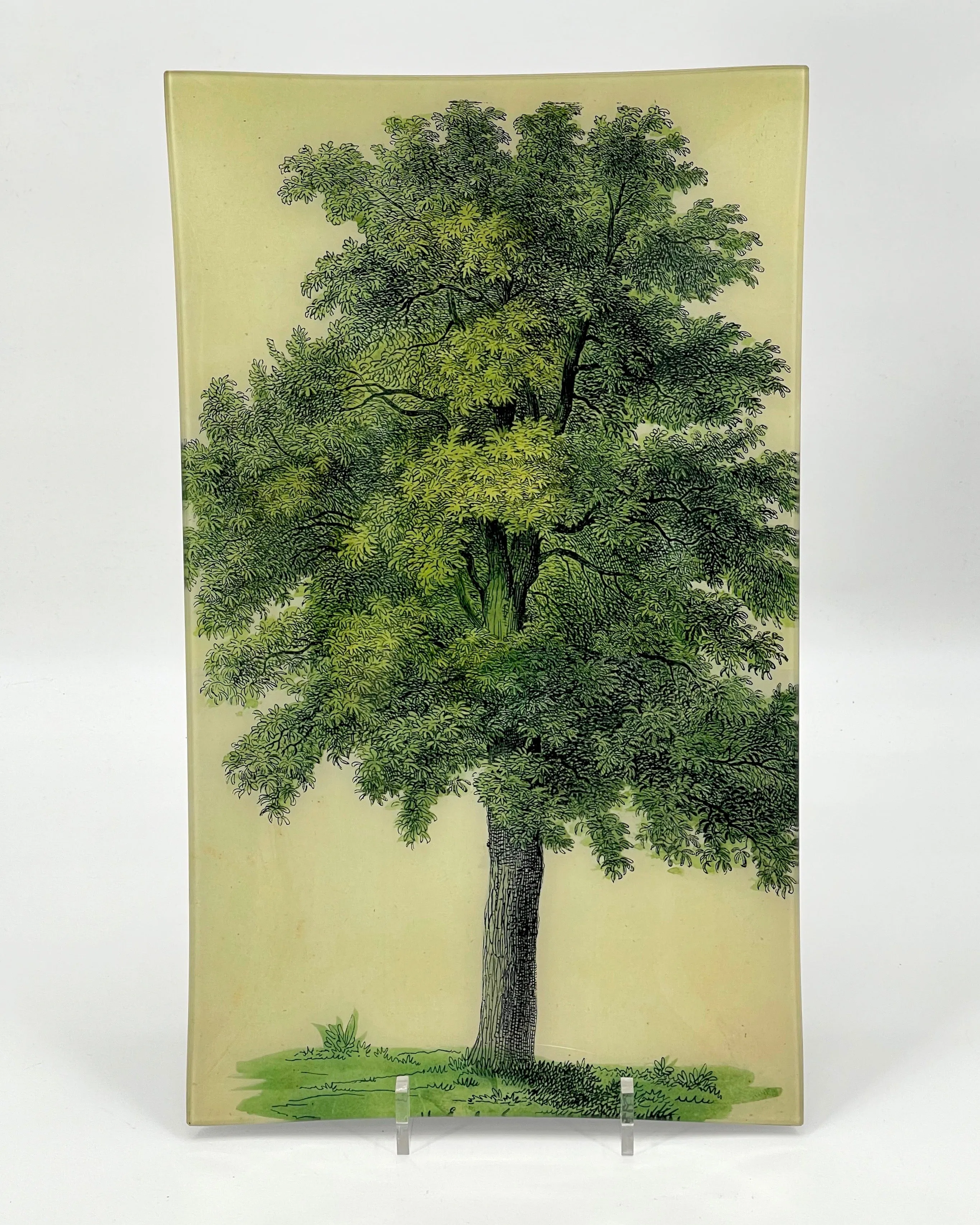 John Derian 12" x 20" Oak Tree Tray