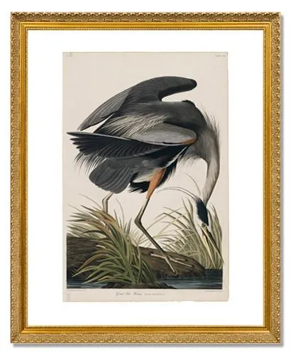 John James Audubon, The Birds of America, Plate 211, Great Blue Heron