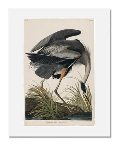 John James Audubon, The Birds of America, Plate 211, Great Blue Heron