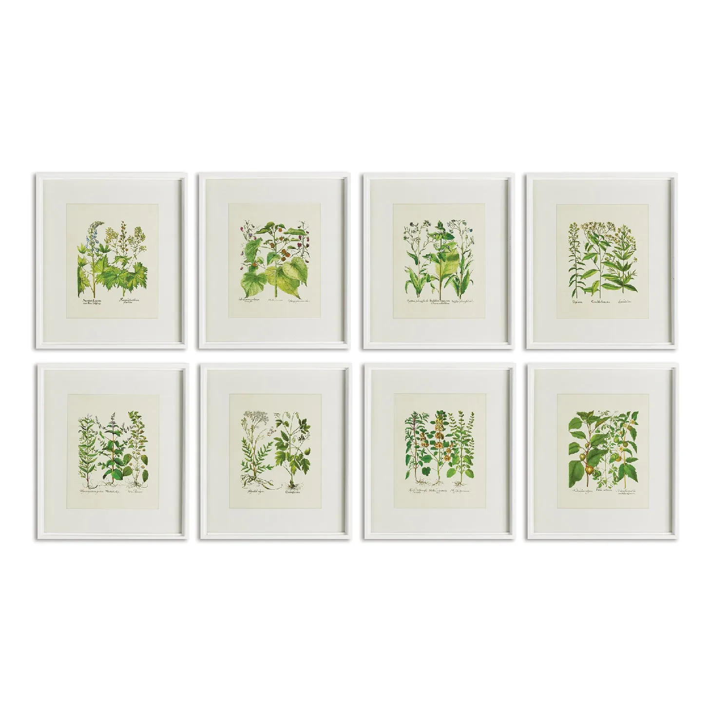 Wildflower Prints